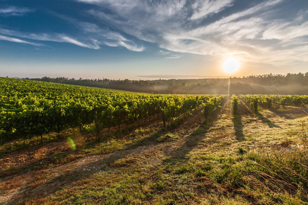 tuscany grape field nature 51947.jpeg